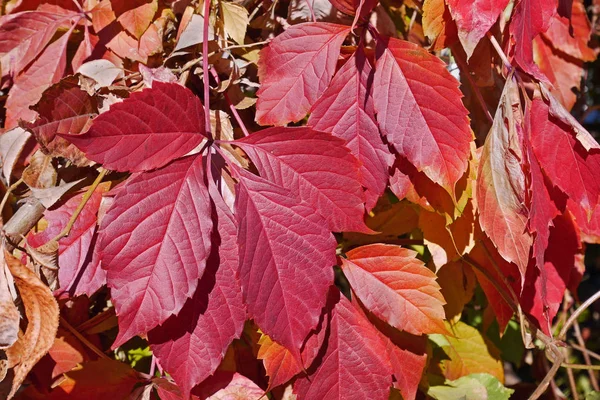 Leuchtend Rote Blätter Der Fünfblättrigen Jungfernrebe Parthenocissus Quinquefolia Herbst Nahaufnahme — Stockfoto