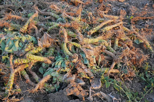 夕阳下收获聚集后的白白菜碎根的农作物废料堆 — 图库照片#