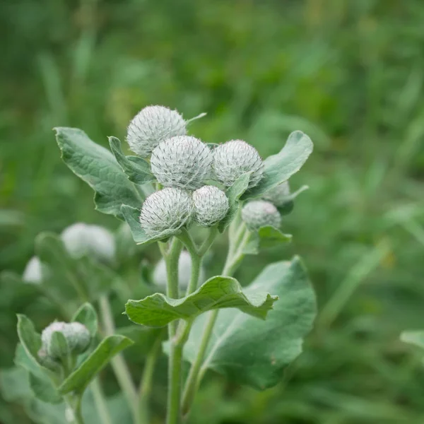 Klettenpflanze Oder Arctium Tomentosum Lateinischer Blüte Auf Grünem Rasen Sommer — Stockfoto
