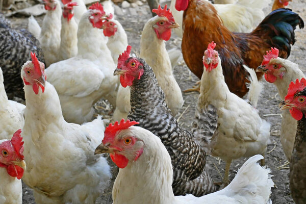 Hens and roosters of different breeds on the poultry yard