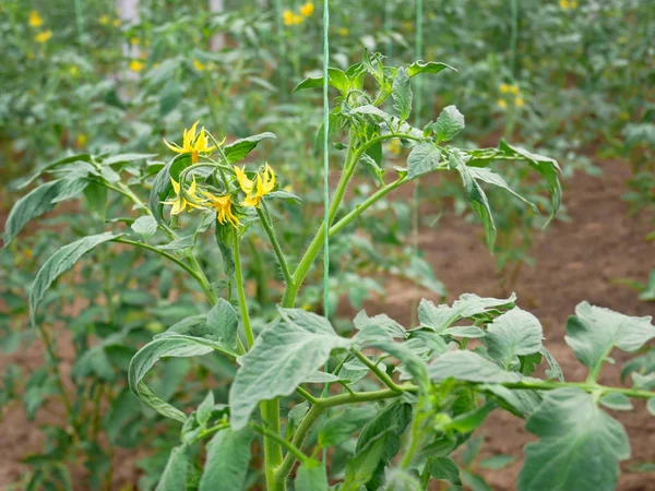 Tomato Plants Flowering Greenhouse Springtime — Stock Photo, Image