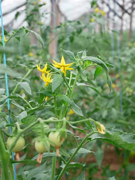 Piante Pomodoro Fioriscono Crescono Serra Primavera — Foto Stock