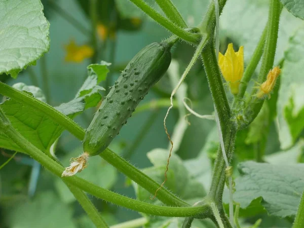 Cucumber growing in greenhouse — Stock Photo, Image