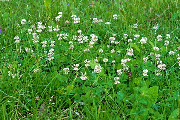 牧草地の巧妙な白い花 — ストック写真