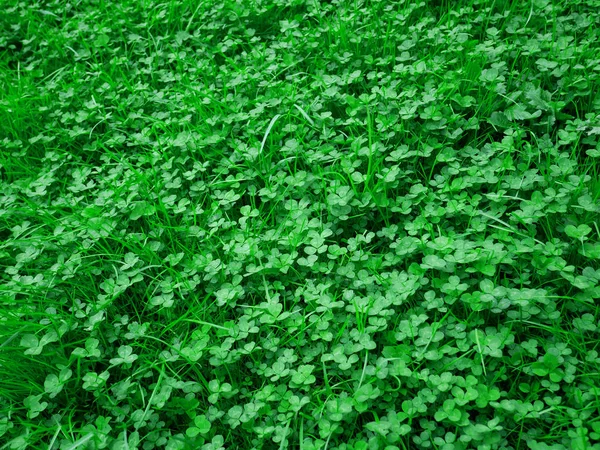 Saftig grüne clevere Pflanzen im Frühling — Stockfoto