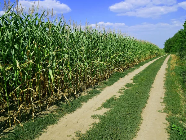 Rural road among the cornfield and forest — Stock Photo, Image