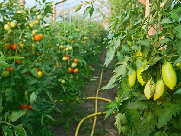 Muitos tomates em filme Estufa de madeira — Fotografia de Stock