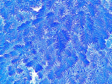 Firavun dalları beyaz ve mavi renklerde bir kış ya da Noel zamanı