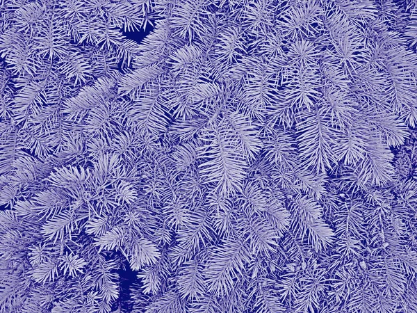 Ялинкові гілки в темно-синіх тонах як зимовий або різдвяний візерунок — стокове фото