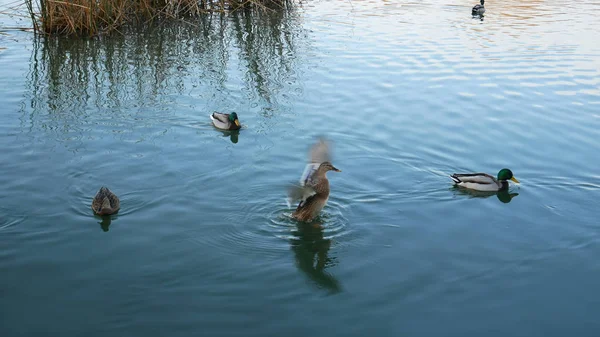 Eenden Mallard drijvend op de rivier — Stockfoto