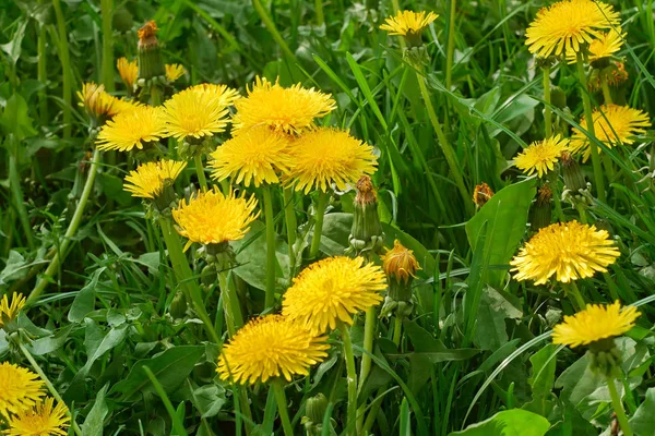 Dandelions blooms in the meadow — Stock Photo, Image