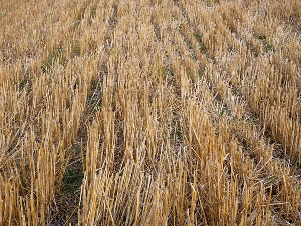 Wheat stubble after harvest — Stock Photo, Image