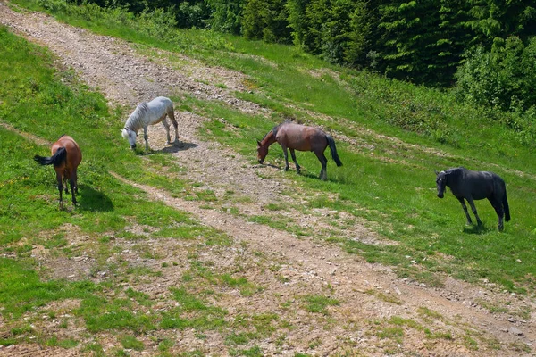 Pferde grasen nahe felsiger Bergstraße — Stockfoto