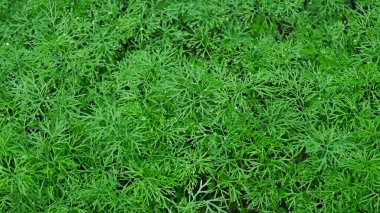 Dill (Latince adı: Anethum Graveolens), yağmurdan sonra bahçeye yoğun olarak ekilen çiyli küçük yeşil bitkiler.