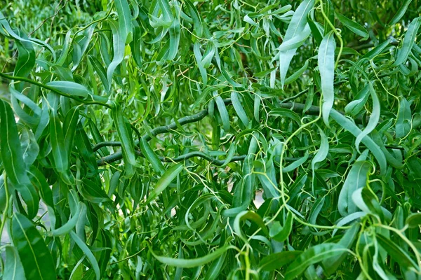 Korkenzieher Salix Matsudana Tortuosa Laub Wächst Sommer Schnell Grüner Blumiger — Stockfoto