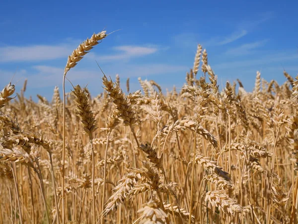 収穫前の畑での小麦の熟成 クローズアップ — ストック写真