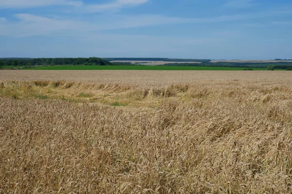 黄色の耳を持つ小麦畑農村風景は 距離で緑の草 森と青空 — ストック写真