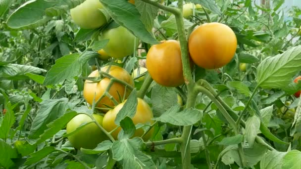 Maturazione Pomodori Verdi Rossi Cresce Serra Prima Della Raccolta Estate — Video Stock