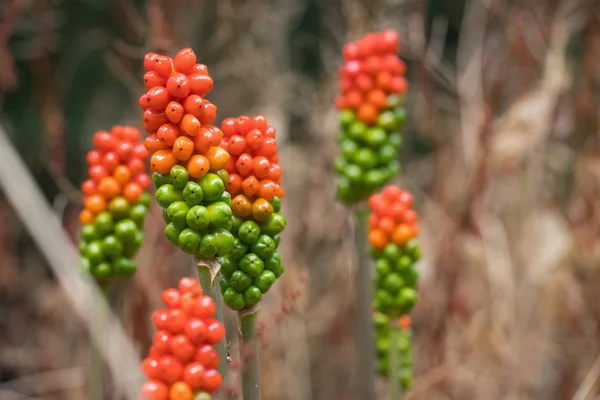 Шпик Апельсиновых Зеленых Ягод Arum Maculatum Лорды Леди Кукушки Саду — стоковое фото