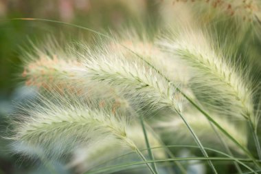 Sivri uçlu dekoratif çimlerin yakın çekim, tüy çimi. Güzel doğa arka plan