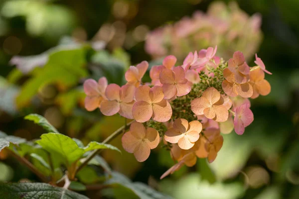 Hortensia Arancione Splendidamente Colpita Dalla Luce Solare Estiva — Foto Stock