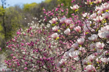Nisan ayında Kiev beyaz ve pembe çiçekleri ile Blossomig manolya ağaçları