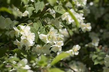Haziran ayında Yasemin çiçekleri