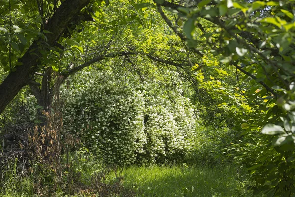 Summer garden in June