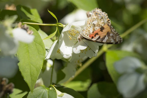 A borboleta de senhora pintada — Fotografia de Stock