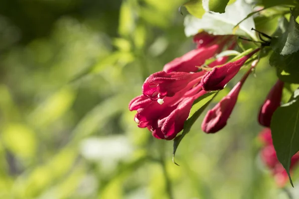 Flor roja de Weigela —  Fotos de Stock