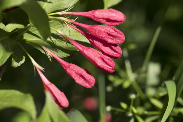 Flor roja de Weigela — Foto de Stock