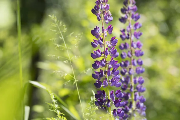 Lupinus crescendo ao ar livre — Fotografia de Stock