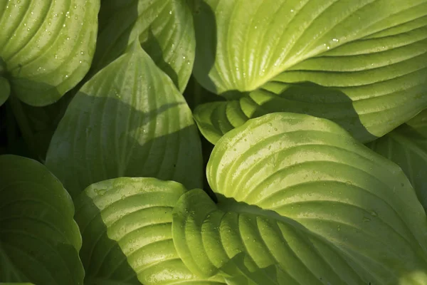 Hosta yeşil yaprakları — Stok fotoğraf