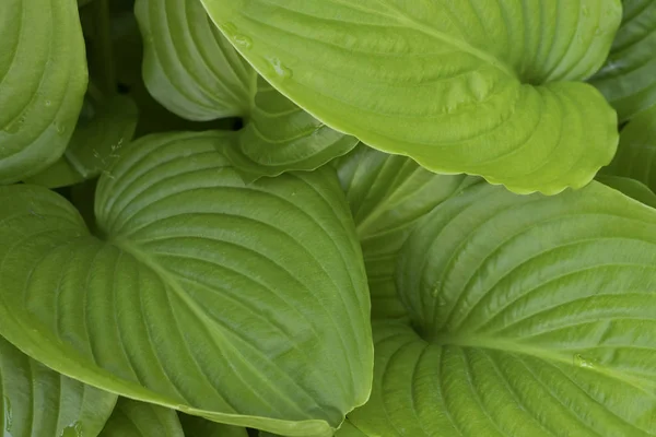 Hojas verdes de Hosta — Foto de Stock