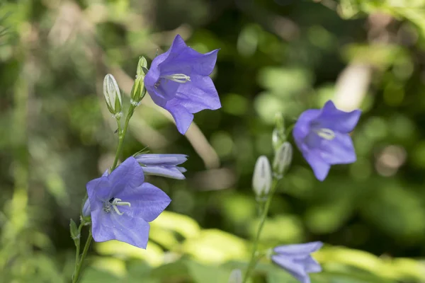 Azul Campanula persicifolia — Fotografia de Stock