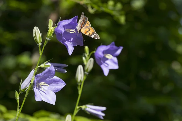 Blue Campanula persicifolia