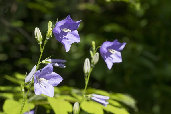 Blue Campanula persicifolia