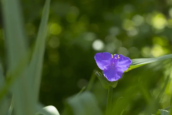 Spiderwort kék virágok — Stock Fotó