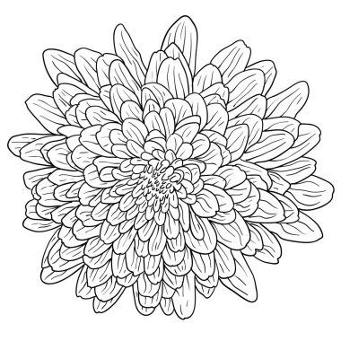 Güzel tek renkli kroki, siyah ve beyaz yıldız çiçeği çiçek izole