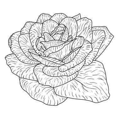 Güzel tek renkli kroki, siyah ve beyaz gül çiçek izole