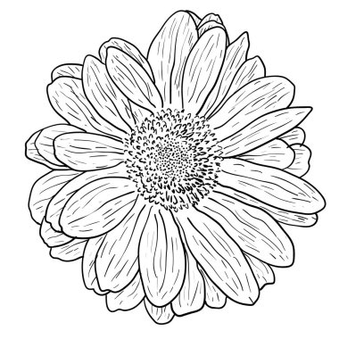 Güzel tek renkli kroki, siyah ve beyaz yıldız çiçeği çiçek izole