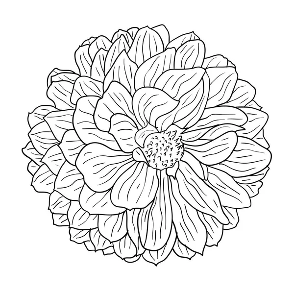 分離された美しいモノクロのスケッチは、黒と白のダリアの花 — ストックベクタ