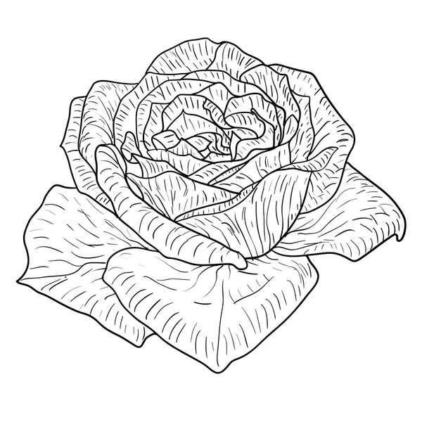 美丽的单色素描, 黑白玫瑰花分离 — 图库矢量图片