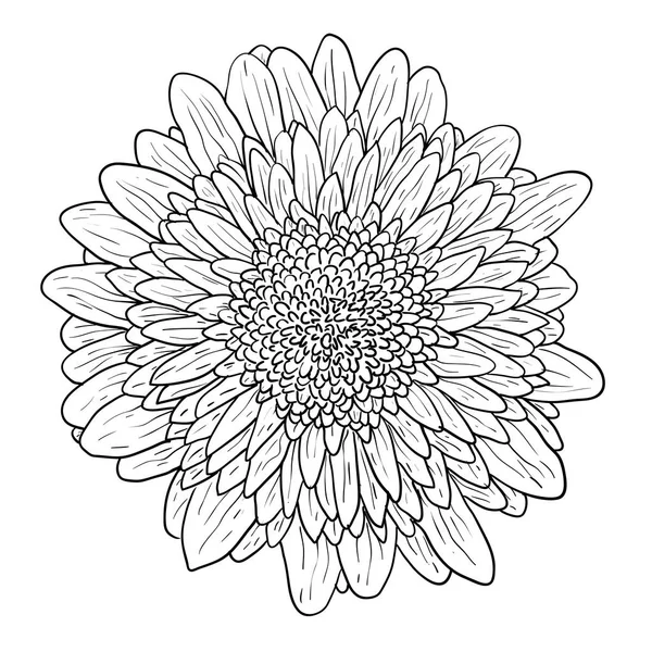 Bonito boceto monocromo, flor de dalia blanca y negra aislada — Vector de stock