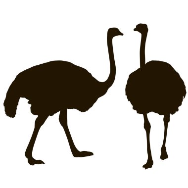 Siluet büyük devekuşu ayakta beyaz bir arka plan üzerinde