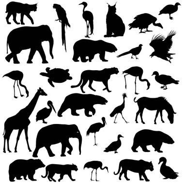 Siluet fil kaplan zürafa flamingo Pelikan kaz beyaz bir arka plan üzerinde ayı