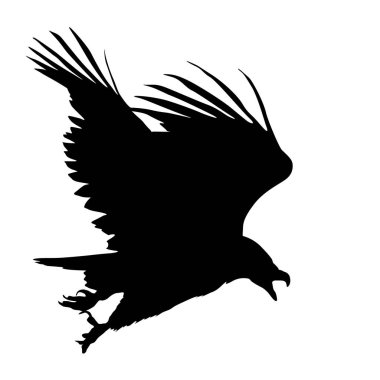 Beyaz bir arka plan üzerinde güzel kartal siluet