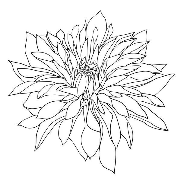 Belle esquisse monochrome, fleur de dahlia noir et blanc isolée — Image vectorielle