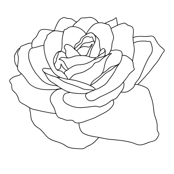 Bellissimo schizzo monocromatico, fiore di rosa bianco e nero isolato — Vettoriale Stock