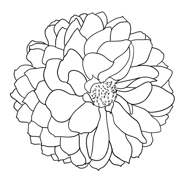 Belle esquisse monochrome, fleur de dahlia noir et blanc isolée — Image vectorielle